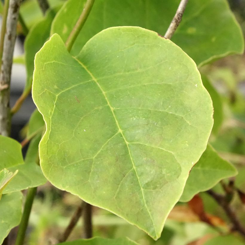 Magnolia Yellow Lantern - Beverboom (Blad)