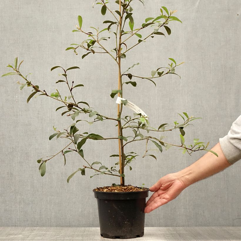 Exemplaar van Magnolia yunnanensis - Bananenstruik Pot van 3 l/4 l zoals geleverd in de zomer