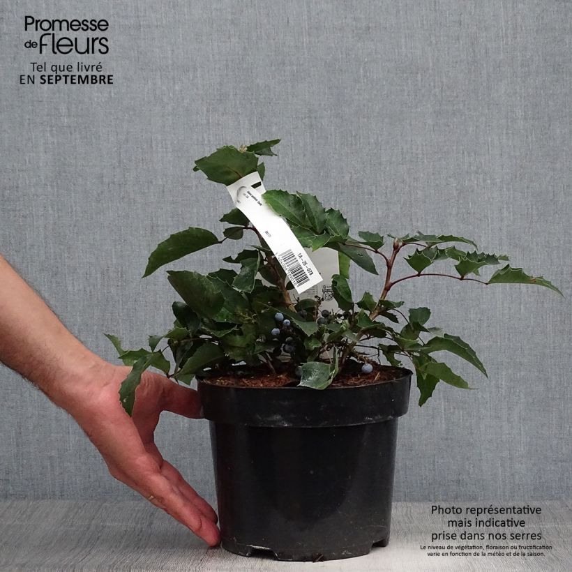 Exemplaar van Mahonia aquifolium Apollo - Mahonie Pot van 2 l/3 l zoals geleverd in de herfst