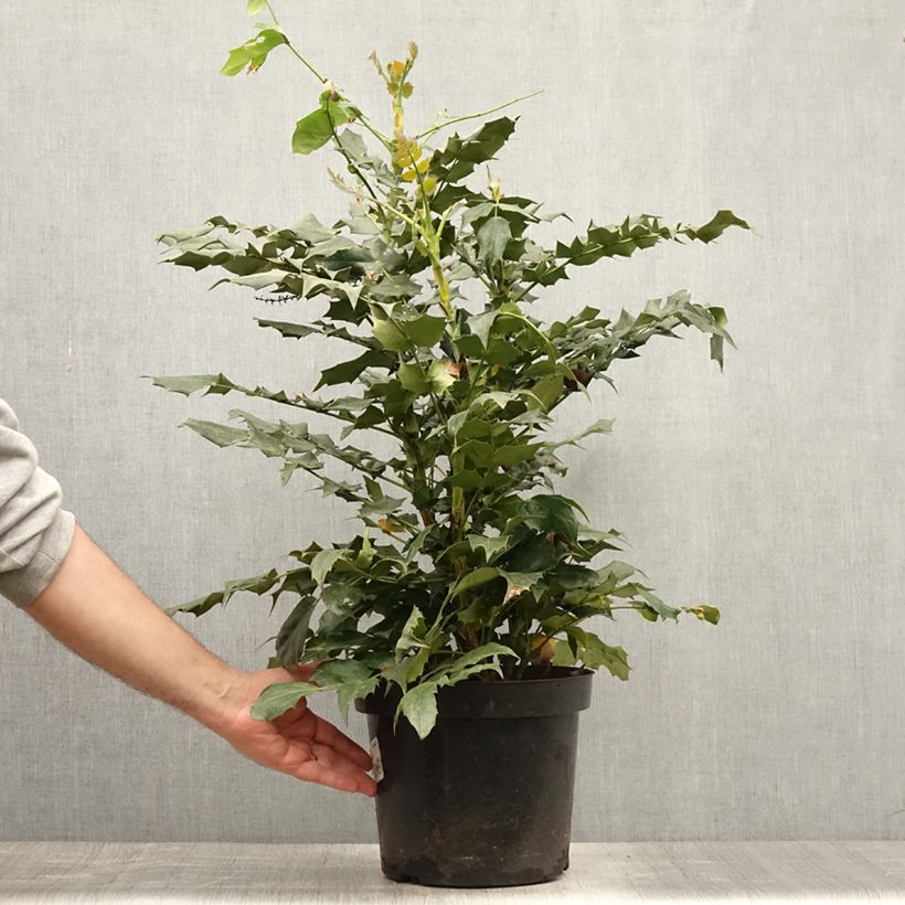 Exemplaar van Mahonia bealei - Mahonie Pot van 7,5 l/10 l zoals geleverd in de zomer