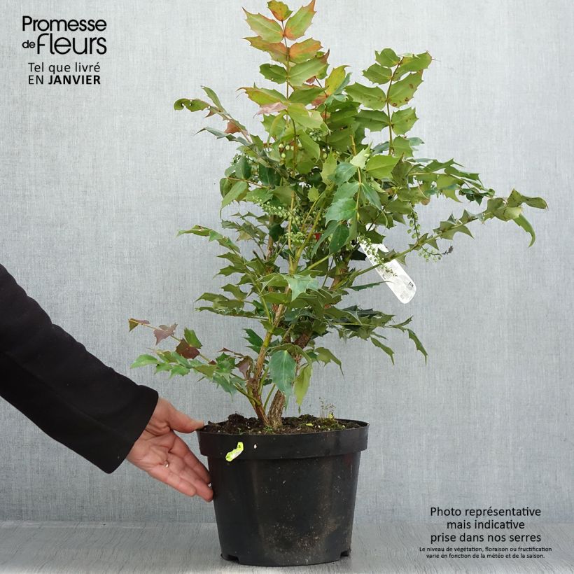 Example of Mahonia bealei Pot van 7,5 l/10 l as you get in hiver