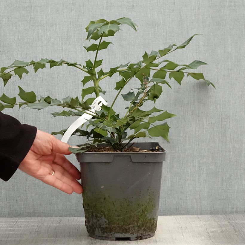 Exemplaar van Mahonia bealei - Mahonie Pot van 3 l/4 l zoals geleverd in de lente