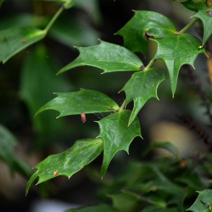 Mahonia nitens Cabaret - Mahonie (Foliage)