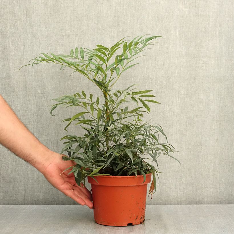 Exemplaar van Mahonia confusa Nara Hiri - Chinese mahoniestruik Pot van 2 l/3 l zoals geleverd in de zomer