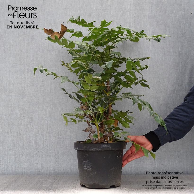Exemplaar van Mahonia japonica Hivernant - Mahonie Pot van 7,5 l/10 l zoals geleverd in de herfst