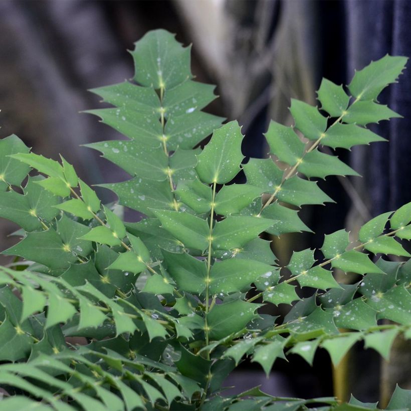Mahonia media Charity - Mahoniestruik (Foliage)