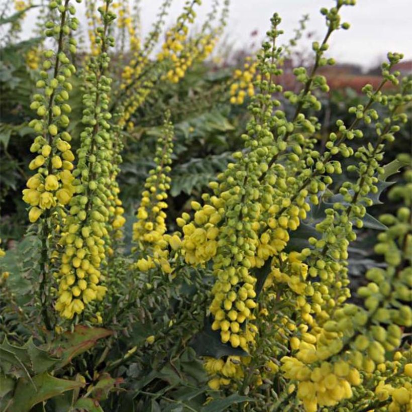 Mahonia media Winter Sun - Mahoniestruik (Flowering)