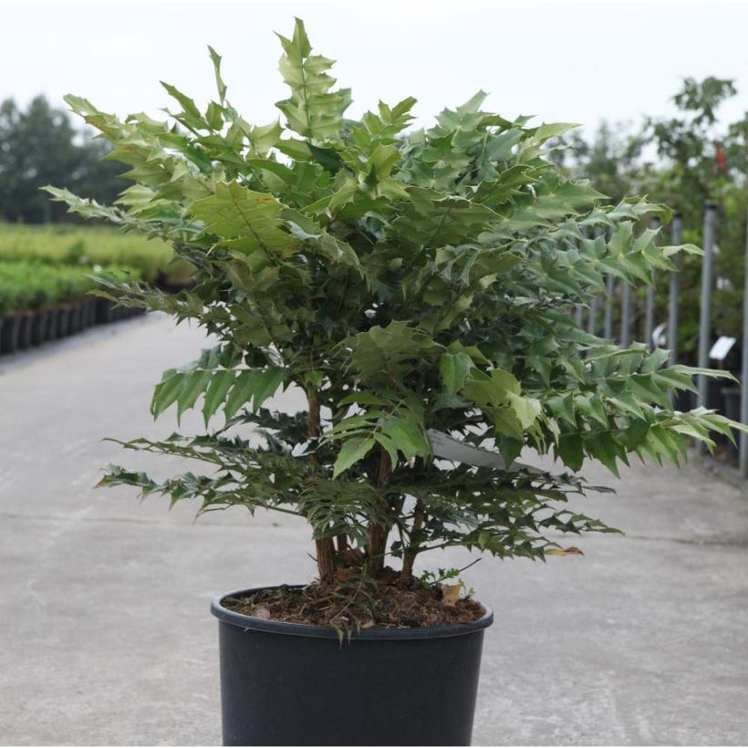 Mahonia media Winter Sun - Mahoniestruik (Plant habit)