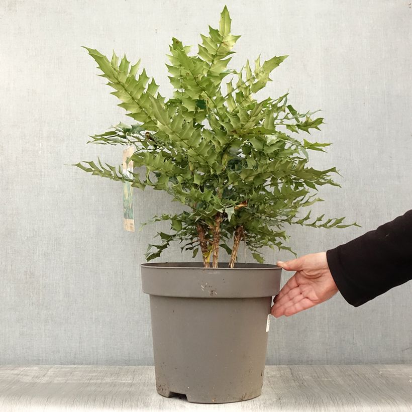Exemplaar van Mahonia media Winter Sun - Mahoniestruik Pot van 7,5 l/10 l zoals geleverd in de herfst
