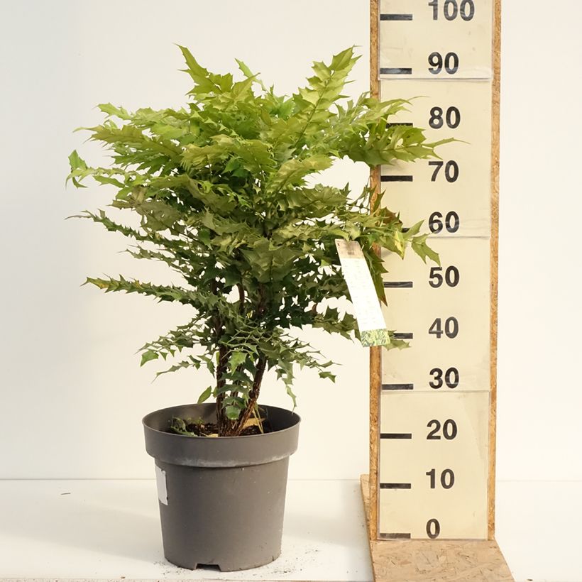 Exemplaar van Mahonia media Winter Sun - Mahoniestruik Pot van 7,5 l/10 l zoals geleverd in de zomer