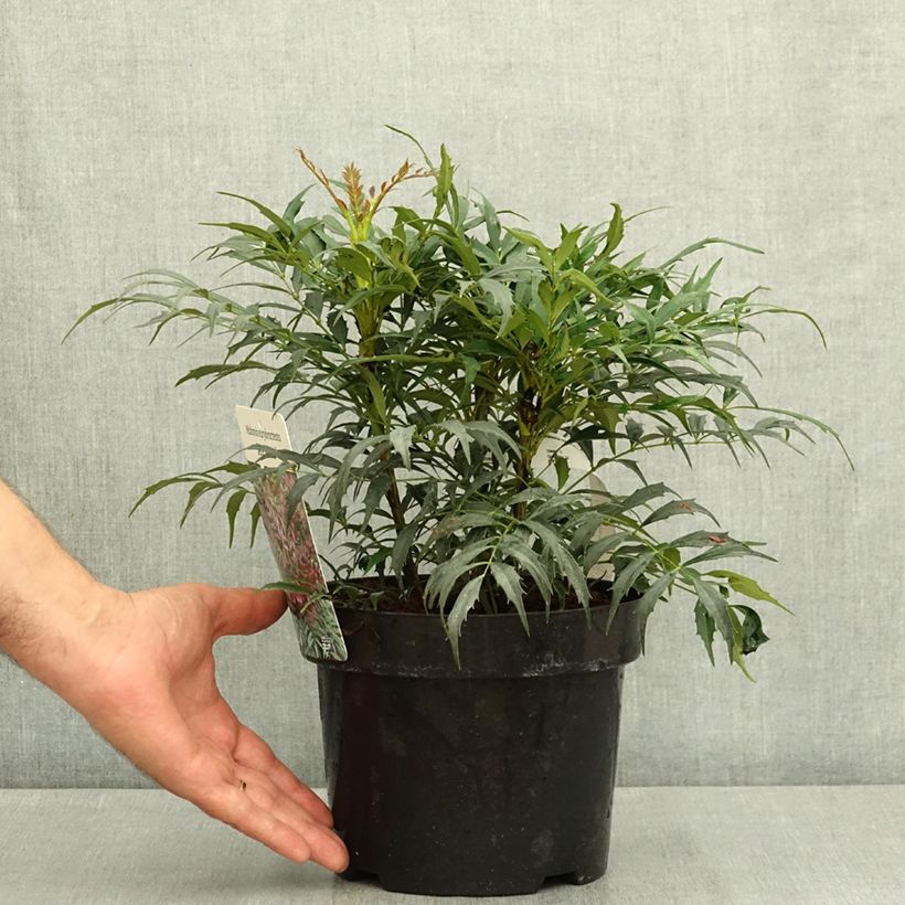 Exemplaar van Mahonia Meteor - Chinese mahoniestruik Pot van 3 l/4 l zoals geleverd in de zomer