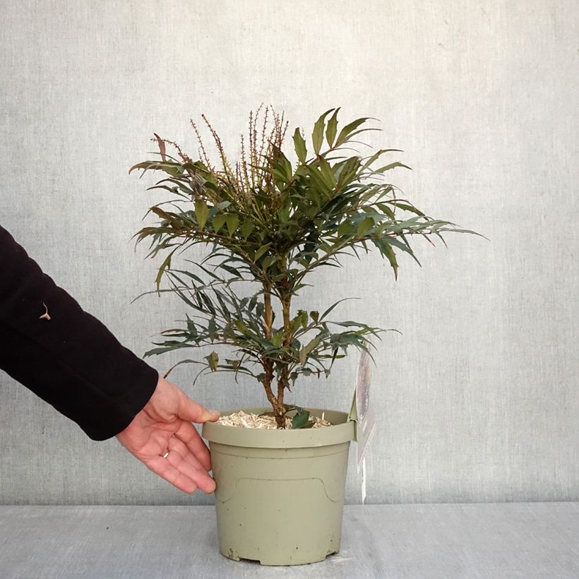 Exemplaar van Mahonia Meteor - Chinese mahoniestruik Pot van 3 l/4 l zoals geleverd in de winter