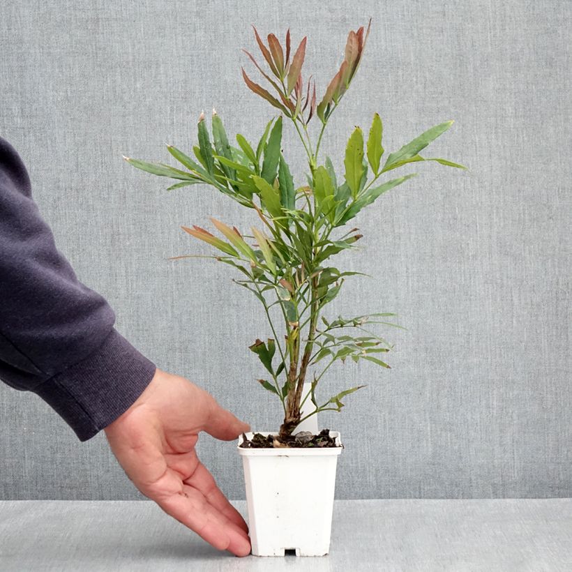 Example of Mahonia sinensis - Mahoniestruik Kweekpotje van 8/9 cm as you get in printemps