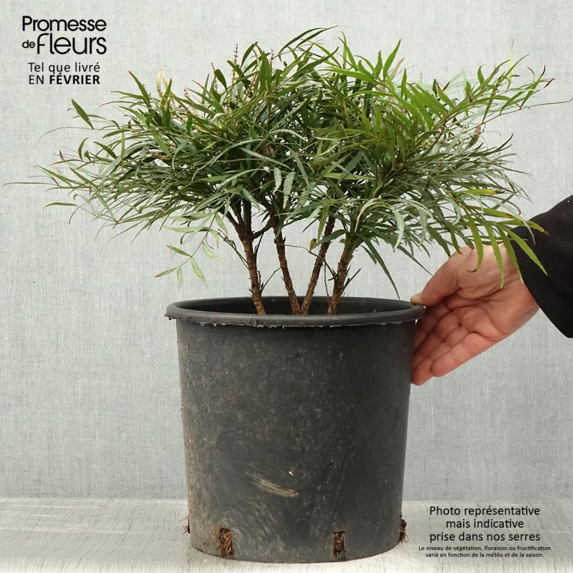 Example of Mahonia Soft Caress - Mahonie Pot van 7,5 l/10 l as you get in hiver