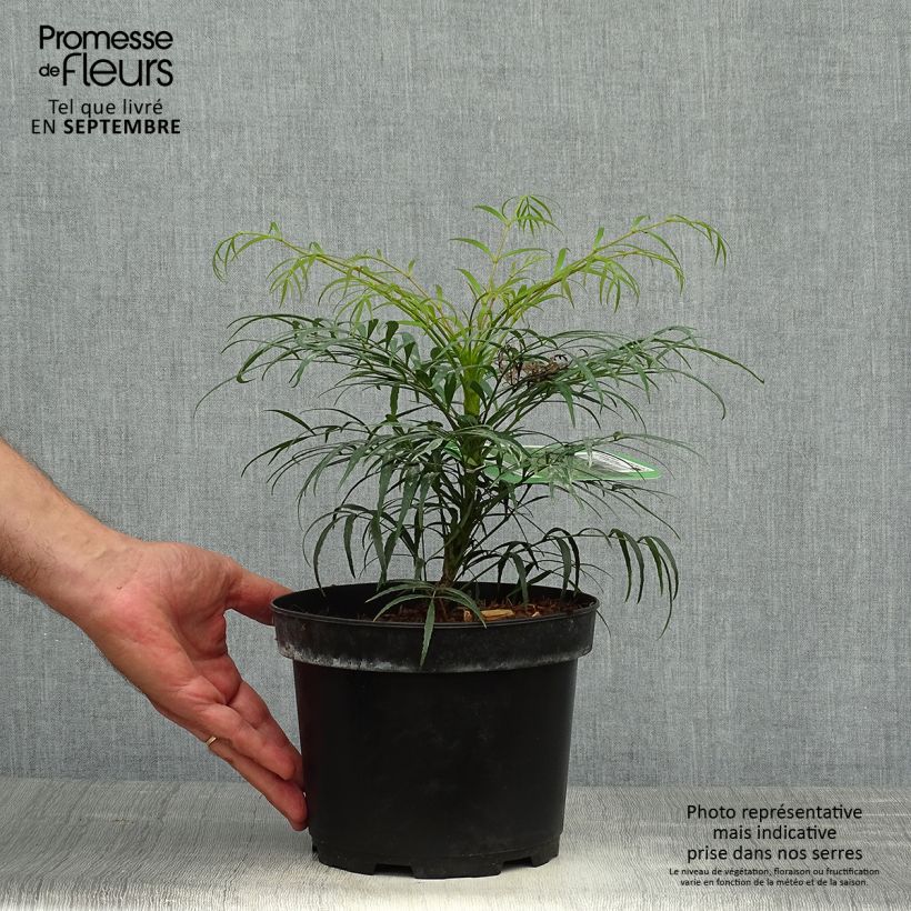 Exemplaar van Mahonia Soft Caress - Mahonie Pot van 3 l/4 l zoals geleverd in de herfst