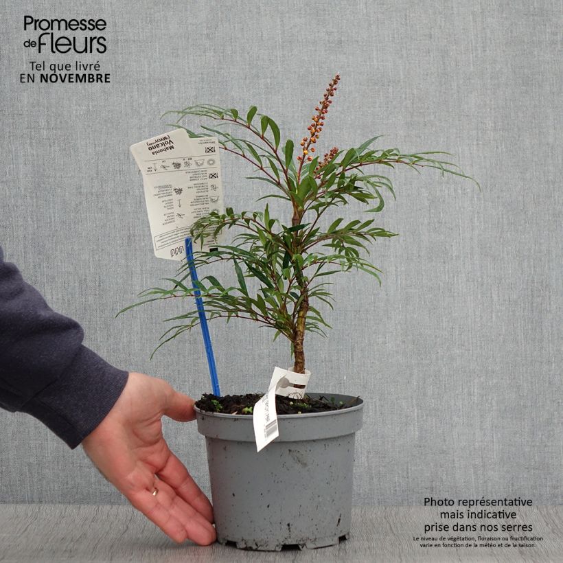 Exemplaar van Mahonia Volcano - Chinese mahoniestruik Pot van 2 l/3 l zoals geleverd in de herfst