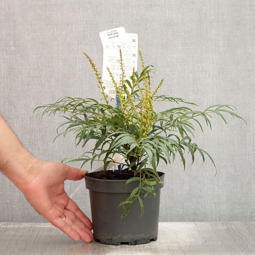 Exemplaar van Mahonia Volcano - Chinese mahoniestruik Pot van 2 l/3 l zoals geleverd in de zomer