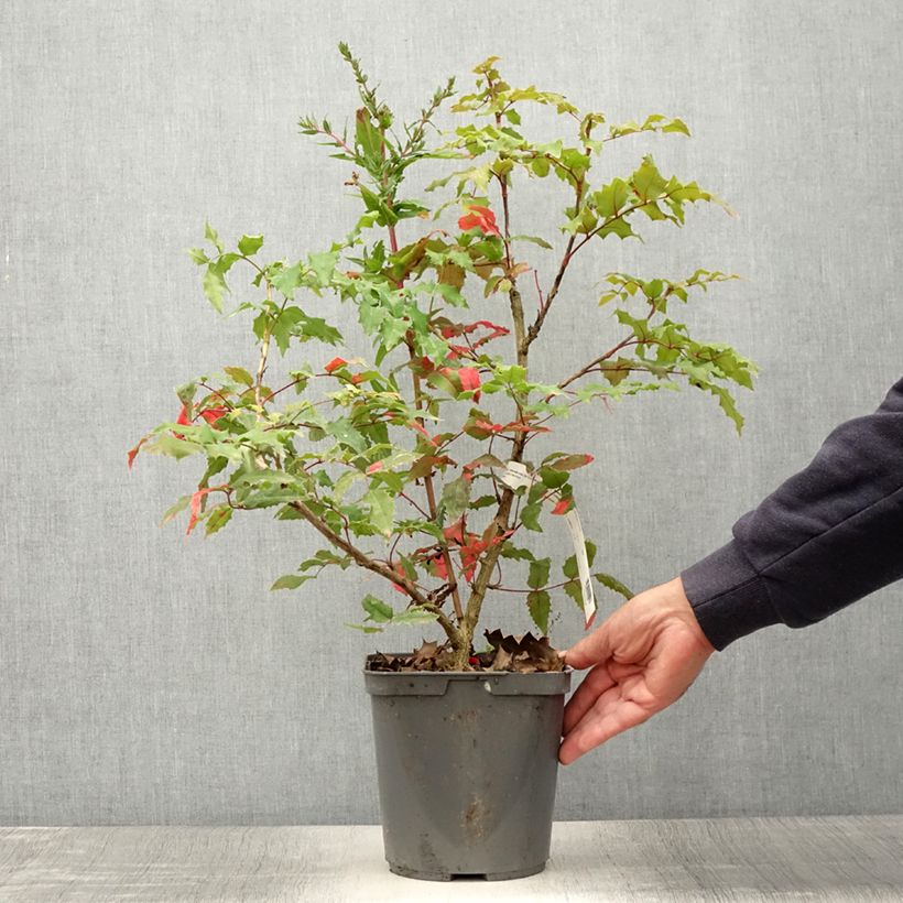 Exemplaar van Mahonia Pinnacle - Mahonie Pot van 4 l/5 l zoals geleverd in de zomer