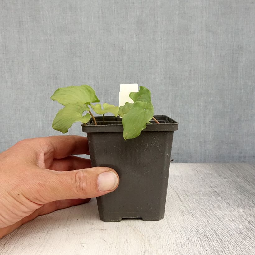 Exemplaar van Maianthemum bifolium - Dalkruid Kweekpotje van 8/9 cm zoals geleverd in de zomer