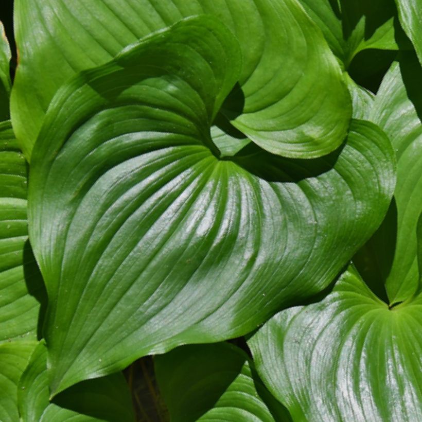 Maianthemum kamtschaticum - Dalkruid (Foliage)