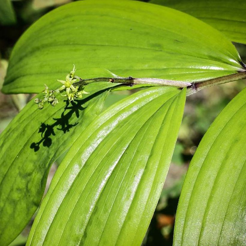 Maianthemum tatsienense - Dalkruid (Blad)