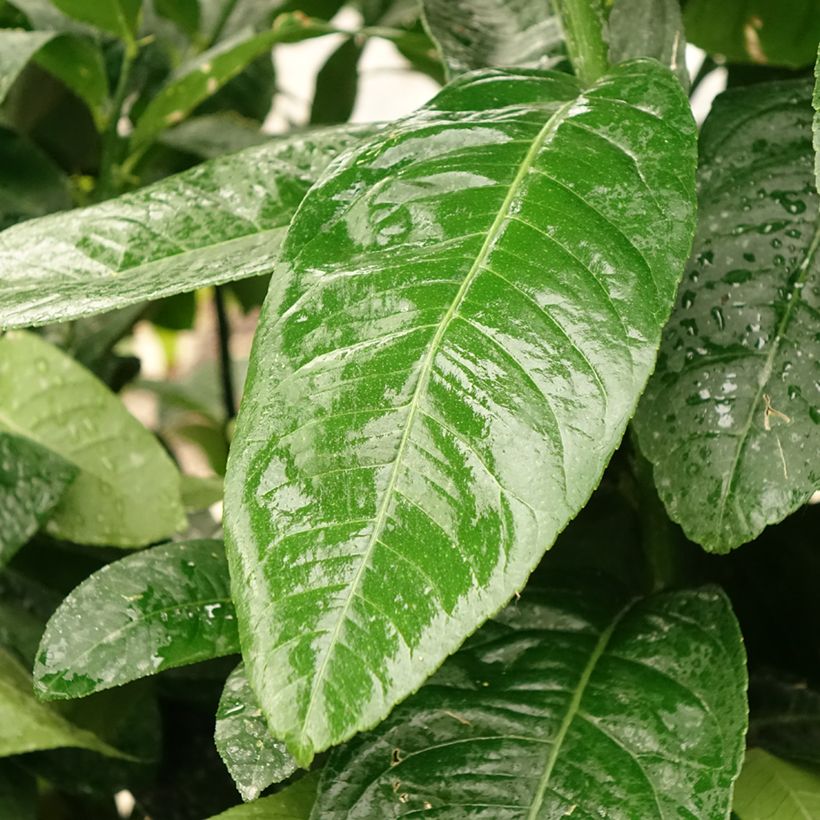 Vingercitroen Boeddha's hand (Blad)