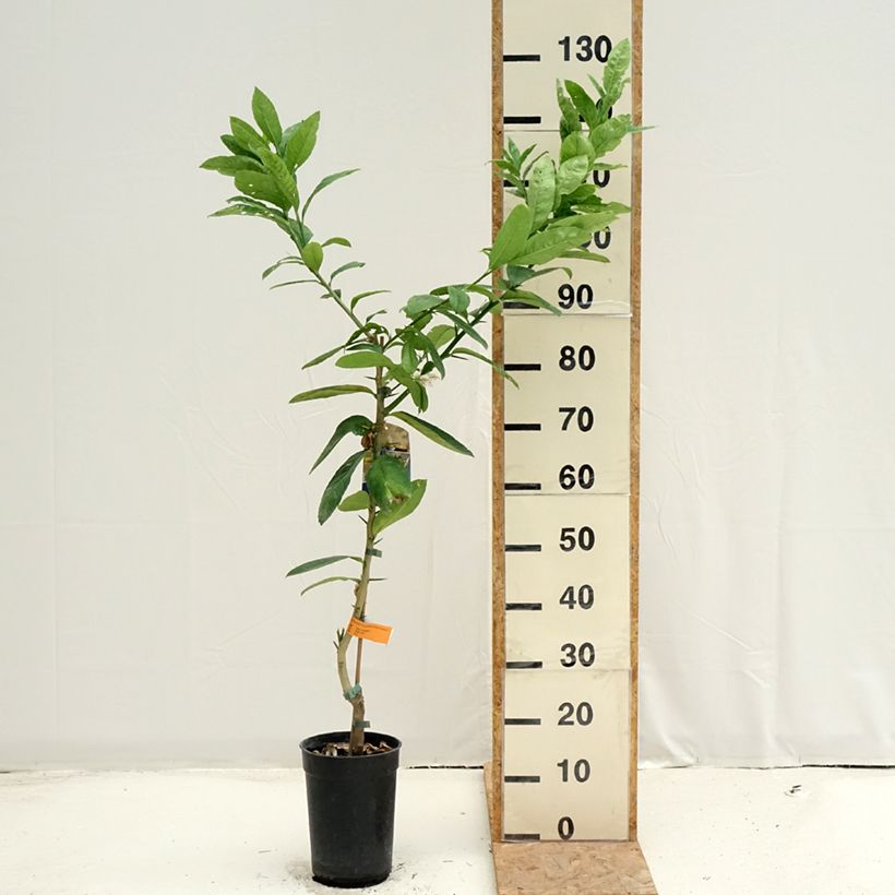 Exemplaar van Vingercitroen Boeddha's hand Pot van 3 l/4 l, Pol zoals geleverd in de zomer