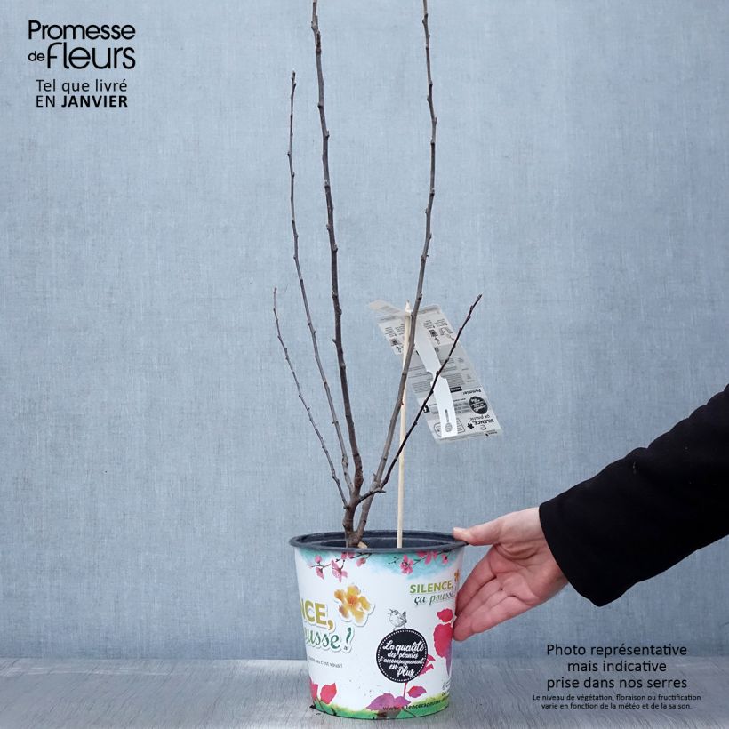 Example of Malus Appletini (Gulliver) - Pommier d'ornement  Pot van 4 l/5 l as you get in hiver