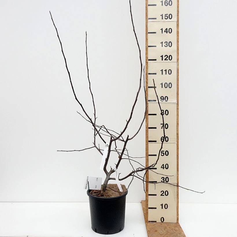 Exemplaar van Malus Brandy Magic - Sierappel Pot van 12 l/15 l zoals geleverd in de herfst