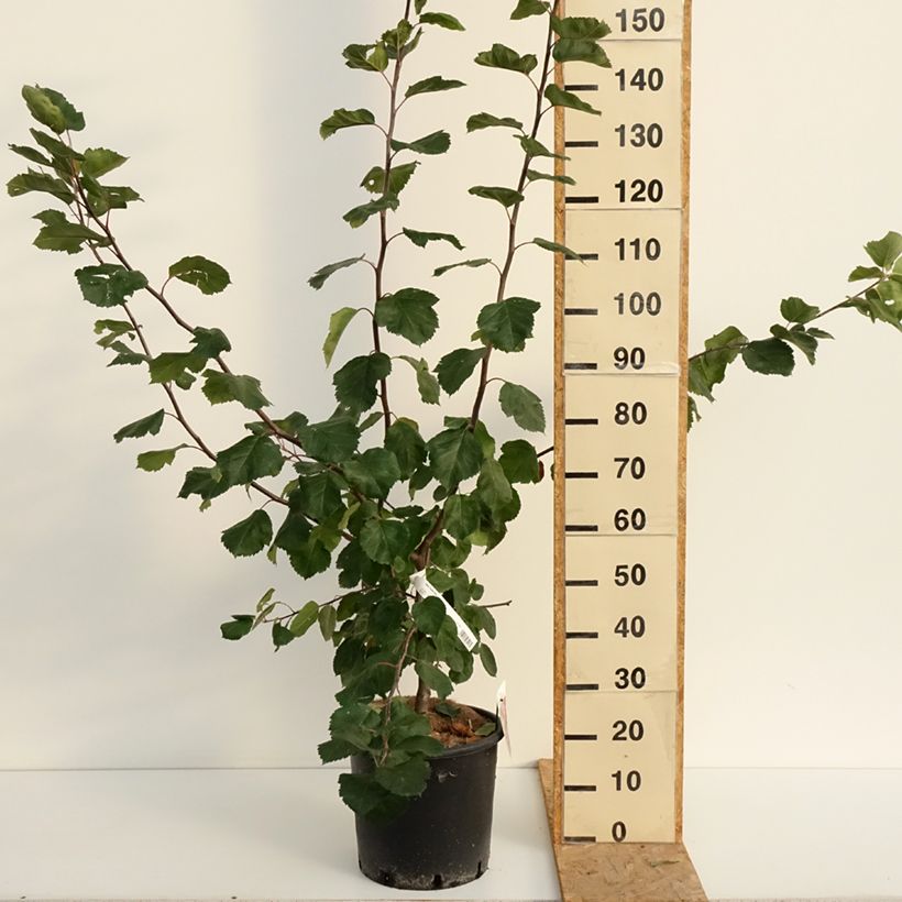 Example of Malus Brandy Magic - Pommier d'ornement Pot van 12 l/15 l as you get in ete