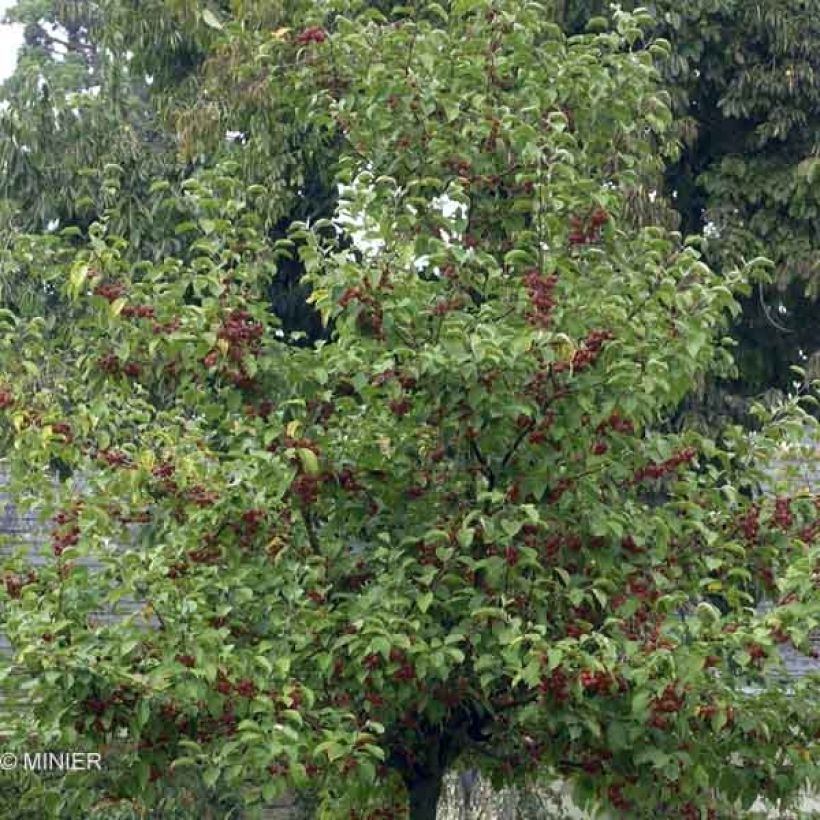 Malus Evereste Perpetu - Sierappel (Plant habit)