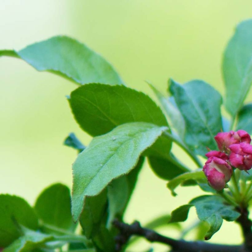 Malus toringo - Sierappel (Foliage)