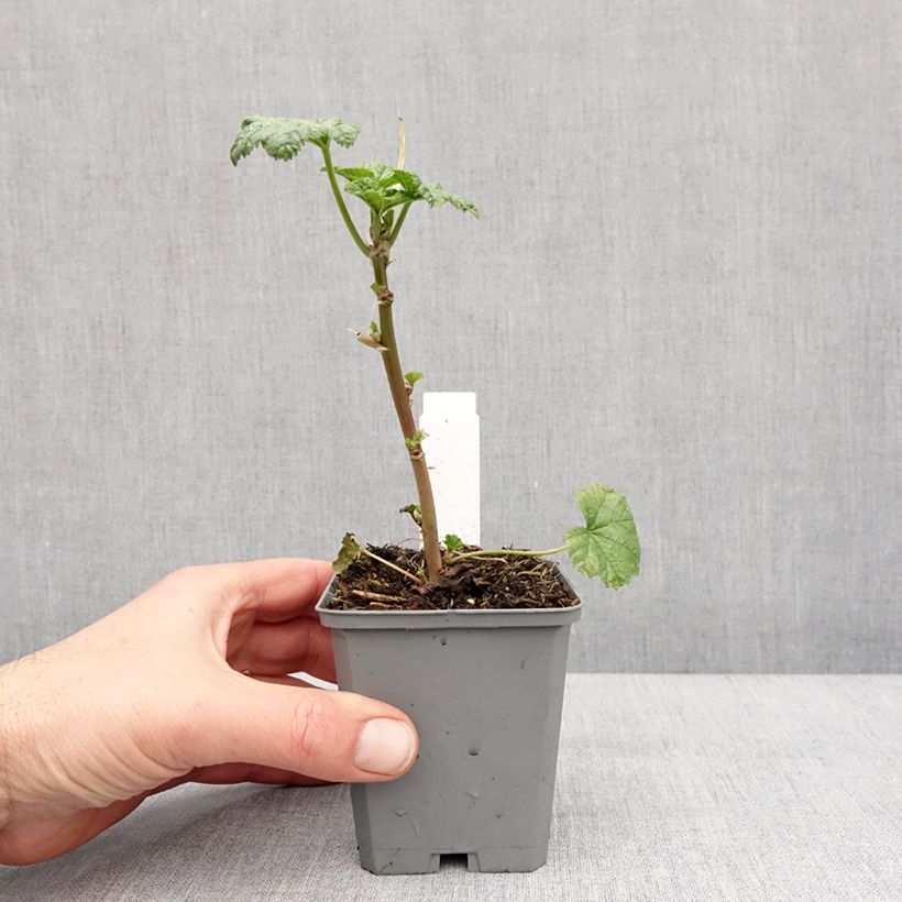 Example of Malva ou Mauve sylvestris Zebrina Kweekpotje van 8/9 cm as you get in hiver