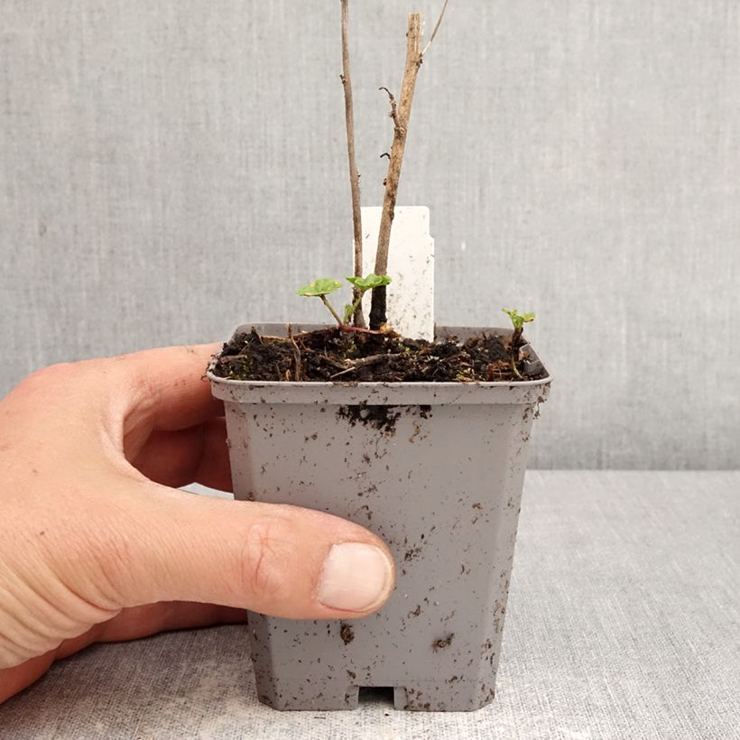 Exemplaar van Malva sylvestris Zebrina Blue - Groot kaasjeskruid Kweekpotje van 8/9 cm zoals geleverd in de lente