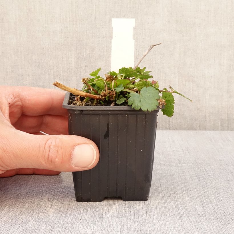 Exemplaar van Malvastrum lateritium - Kruipende malva Kweekpotje van 8/9 cm zoals geleverd in de lente