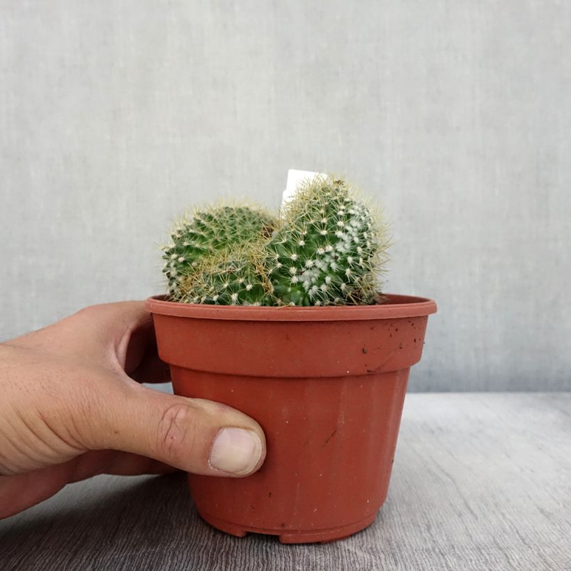 Exemplaar van Mammillaria elongata Cristata - Tepelcactus Pot van 12 cm / 13 cm zoals geleverd in de herfst