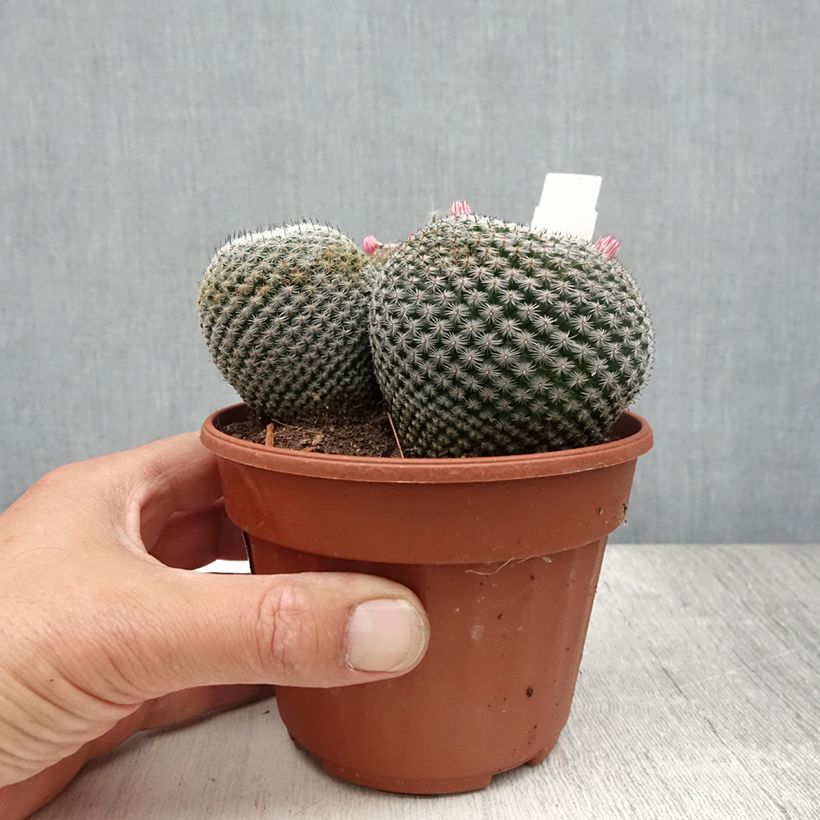 Exemplaar van Mammillaria perbella - Tepelcactus Pot van 12 cm / 13 cm zoals geleverd in de zomer