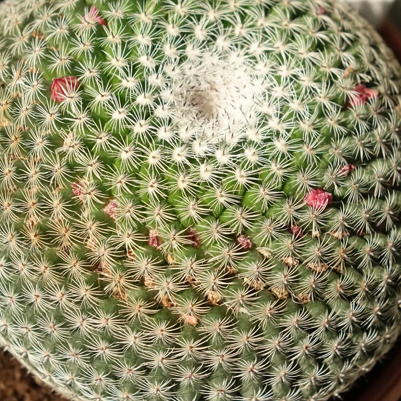 Mammillaria perbella - Tepelcactus (Blad)