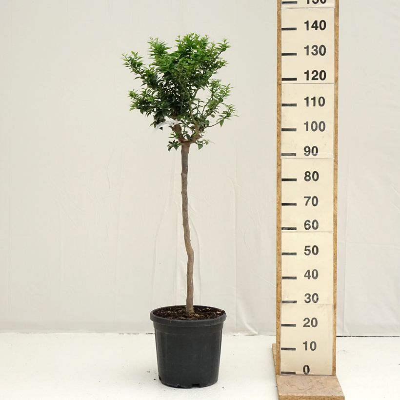 Exemplaar van Chinotto-sinaasappel - Citrus myrtifolia Pot van 18 l/20 l, Half-hoge stam zoals geleverd in de lente