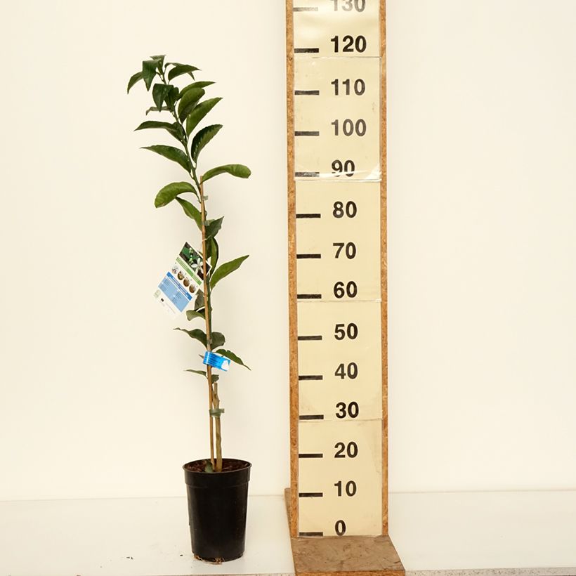 Exemplaar van Mandarijn - Citrus × deliciosa Pot van 3 l/4 l, Onderstam zoals geleverd in de winter