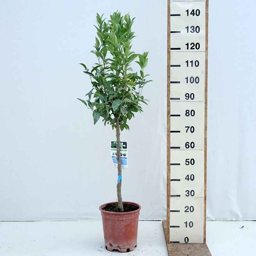 Exemplaar van Mandarijn - Citrus × deliciosa Pot van 7,5 l/10 l, Half-hoge stam zoals geleverd in de winter