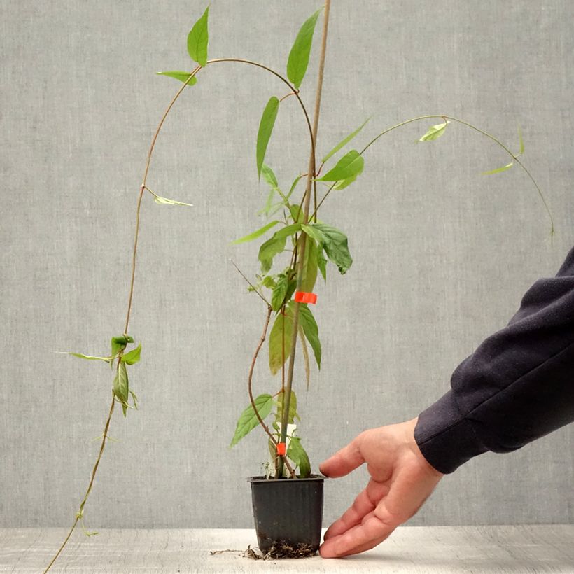 Exemplaar van Mandevilla laxa - Chileense jasmijn Kweekpotje van 8/9 cm zoals geleverd in de zomer