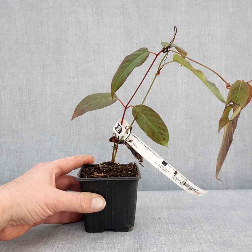 Example of Mandevilla laxa - Chileense jasmijn Kweekpotje van 8/9 cm as you get in hiver