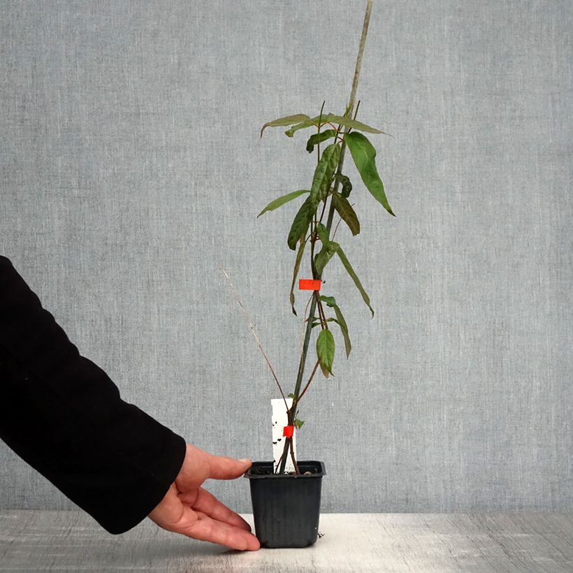 Exemplaar van Mandevilla laxa - Chileense jasmijn Kweekpotje van 8/9 cm zoals geleverd in de lente