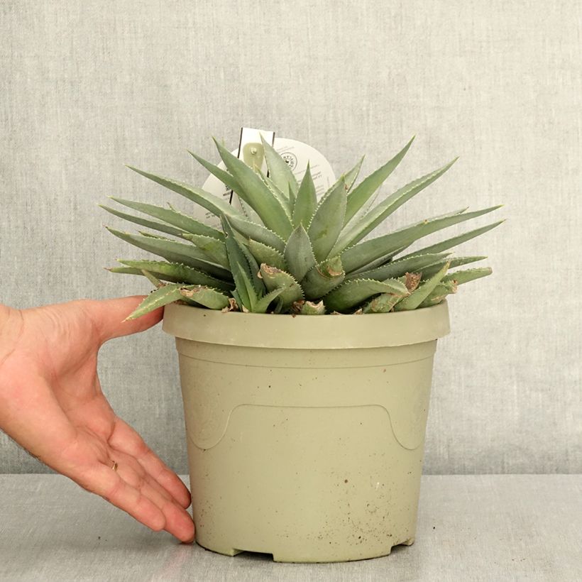 Exemplaar van Mangave Mad About Mangavé Frosted Elegance Pot van 3 l/4 l zoals geleverd in de zomer