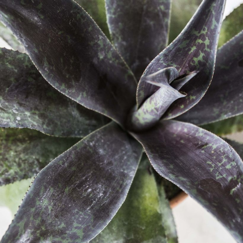 Mangave Mission to Mars (Blad)