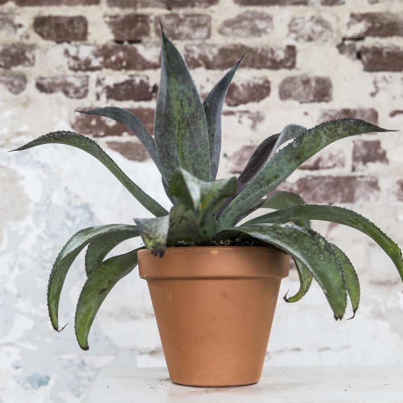 Mangave Mission to Mars (Groeiplaats)