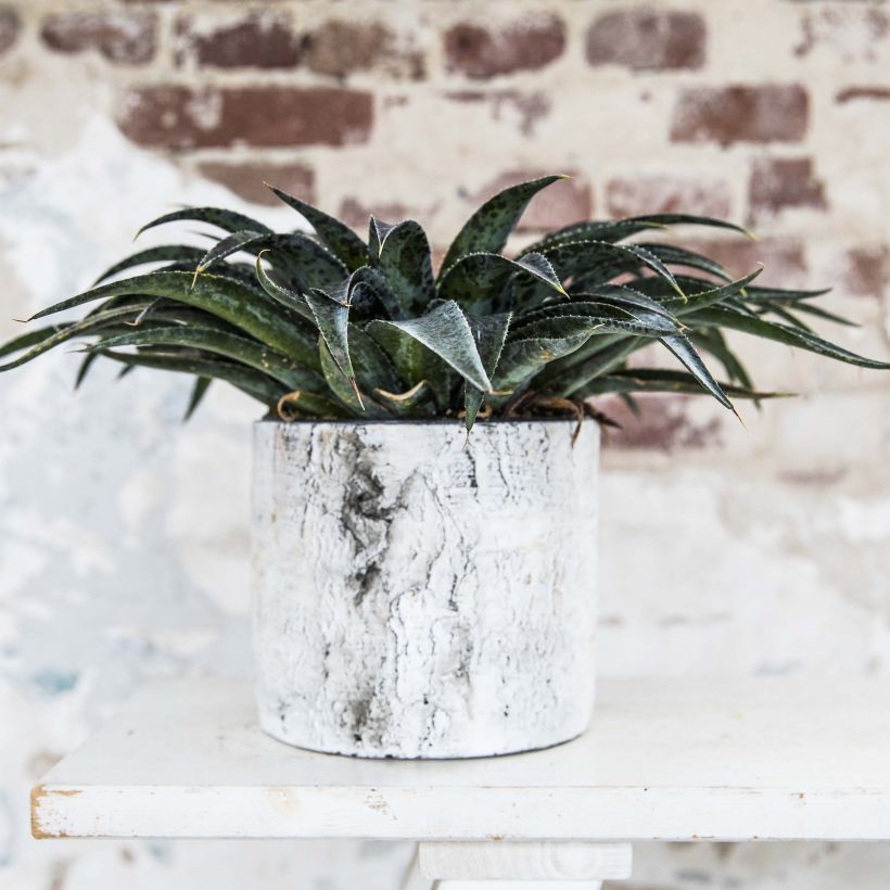 Mangave Pineapple Express (Plant habit)