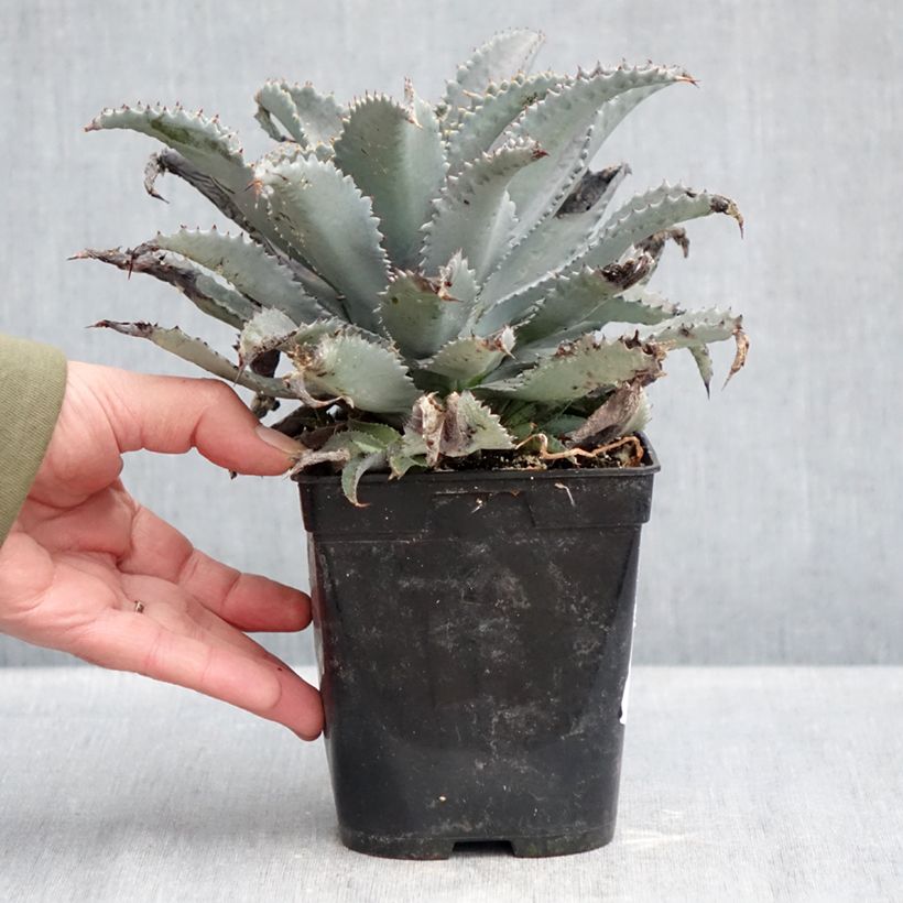 Example of Mangave Mangavé Silver Fox Pot van 1 l/1,5 l as you get in hiver