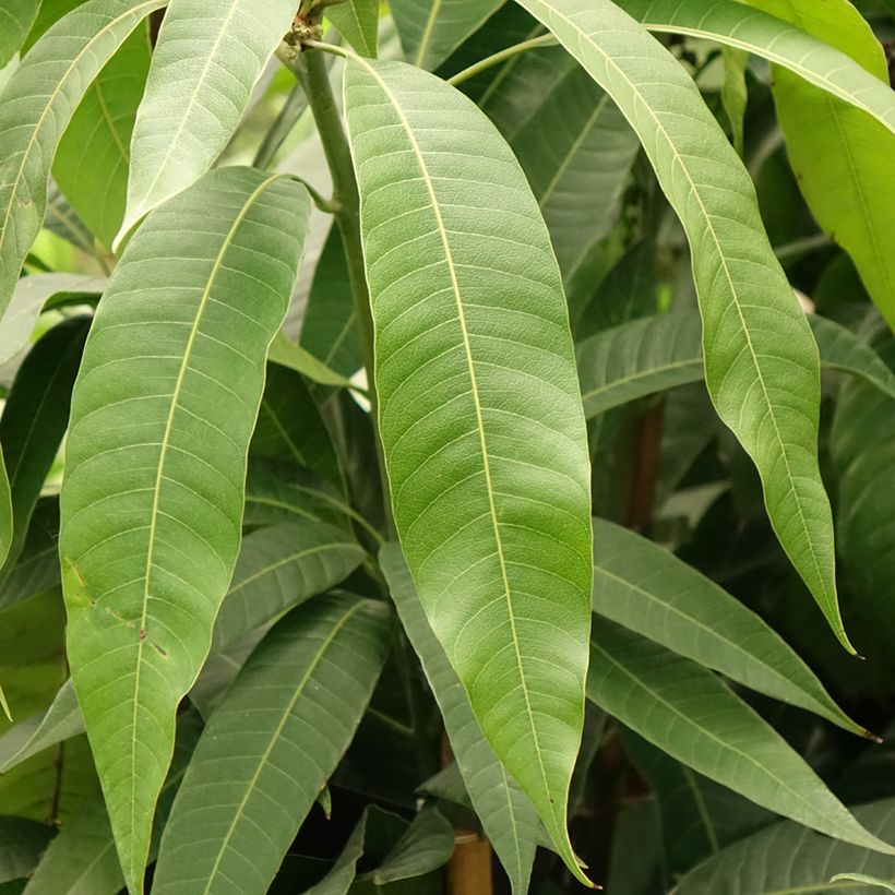 Mango - Mangifera indica (Blad)